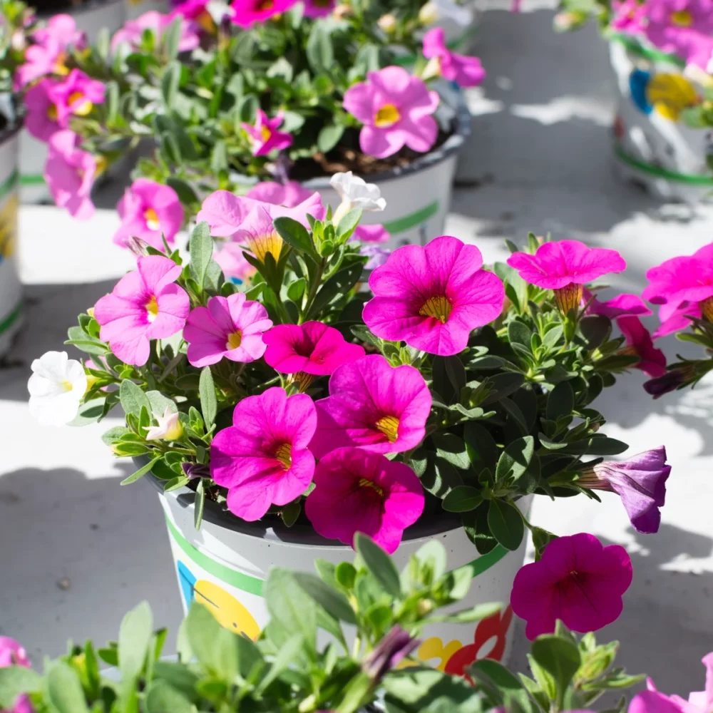 Calibrachoa