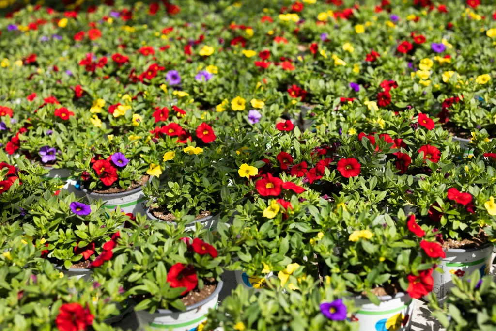 Boers Tuinbouw aanbod