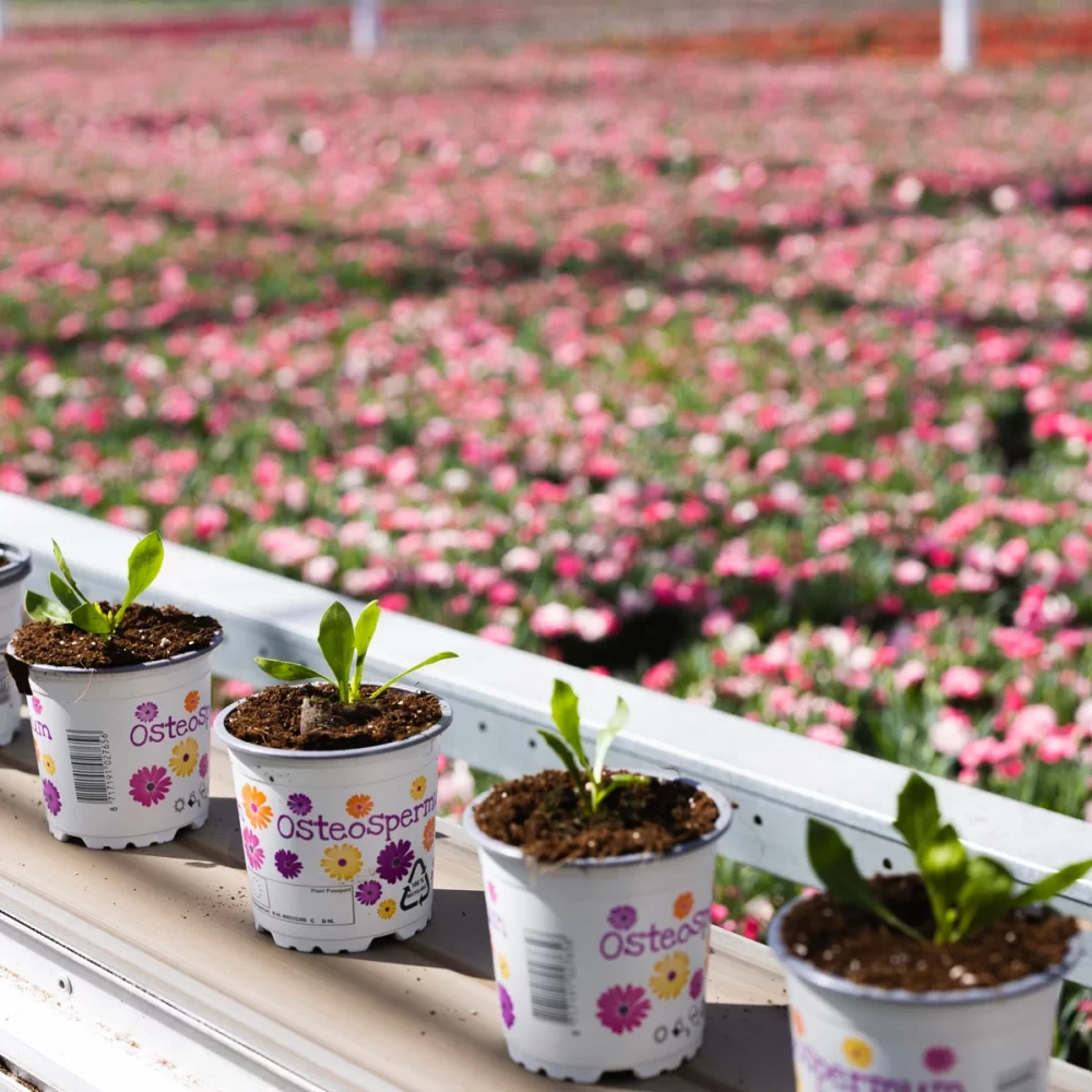 Boers Tuinbouw aanbod