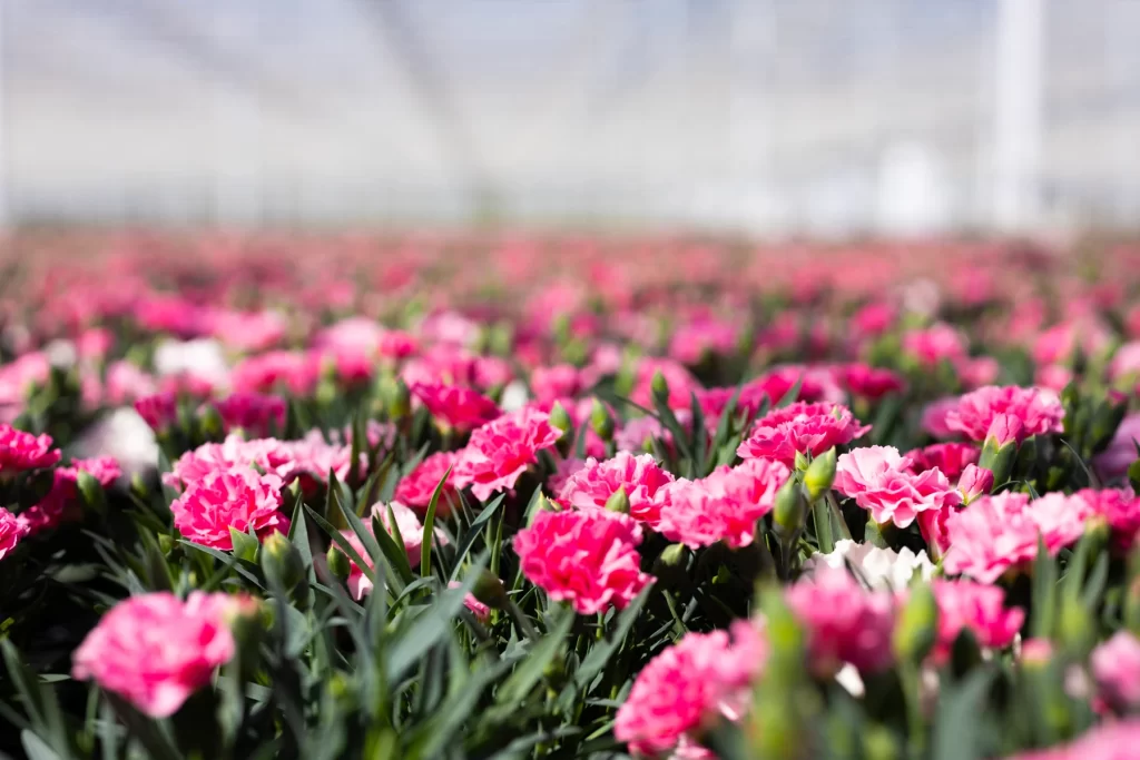 Dianthus