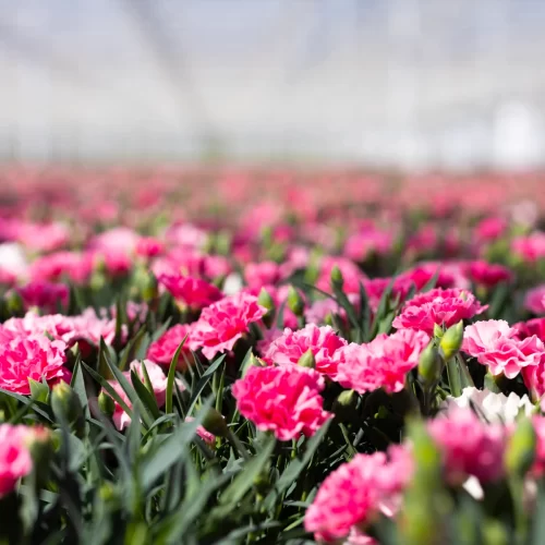 Dianthus