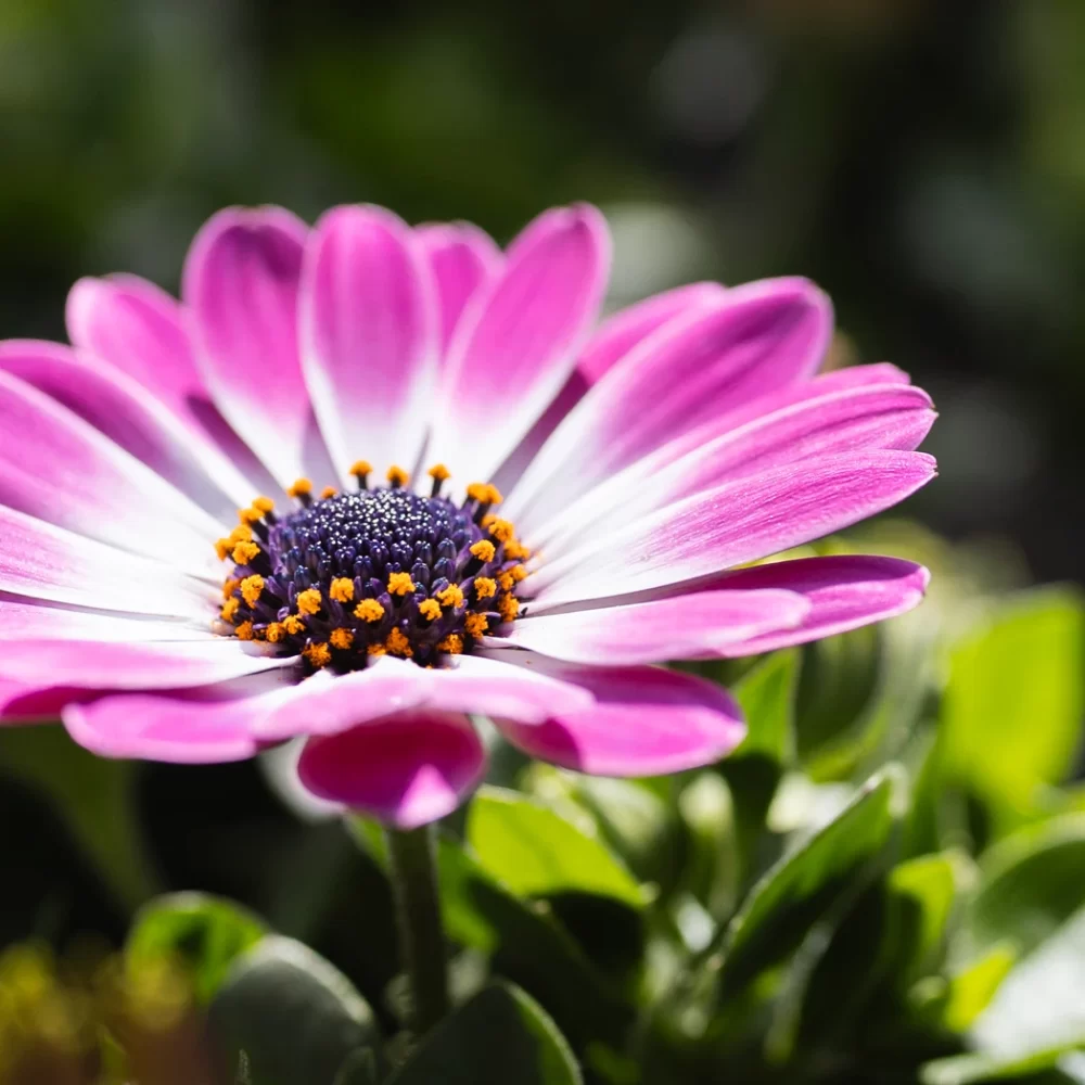 Boers Tuinbouw aanbod