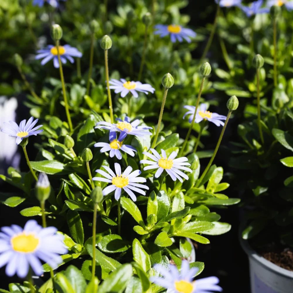 Boers Tuinbouw aanbod