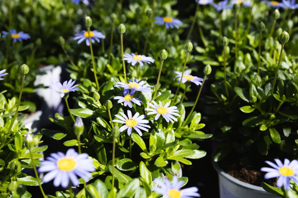 Boers Tuinbouw aanbod